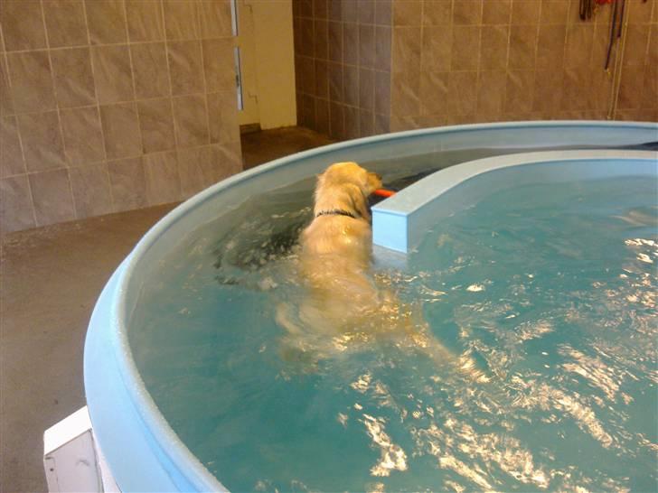 Vores hund Simba billede 15