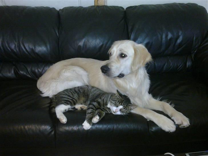 Vores hund Simba billede 16