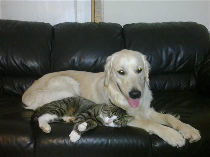 Vores hund Simba billede 17