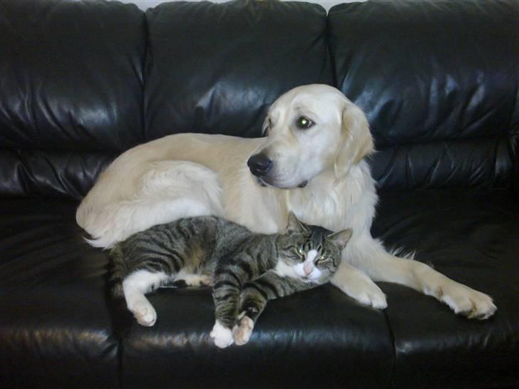 Vores hund Simba billede 18