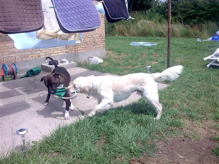 Vores hund Simba billede 19