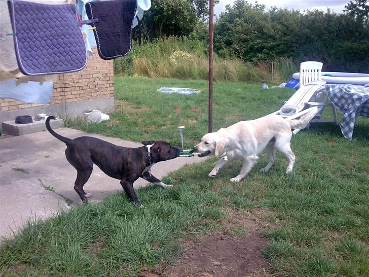 Vores hund Simba billede 20