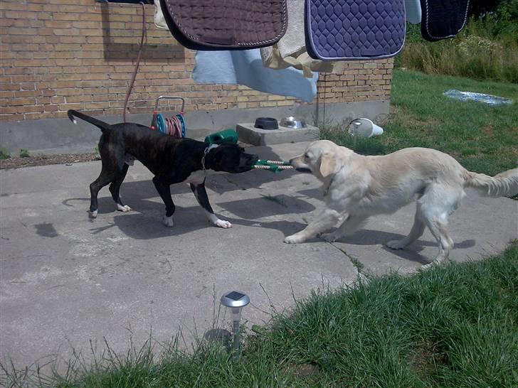 Vores hund Simba billede 21