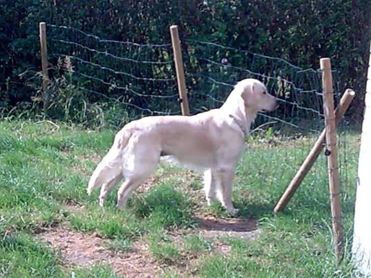 Vores hund Simba billede 22