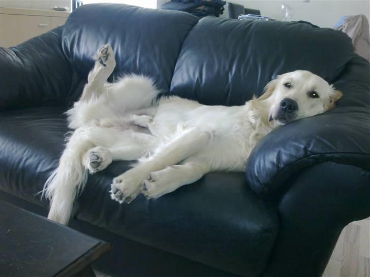 Vores hund Simba billede 23