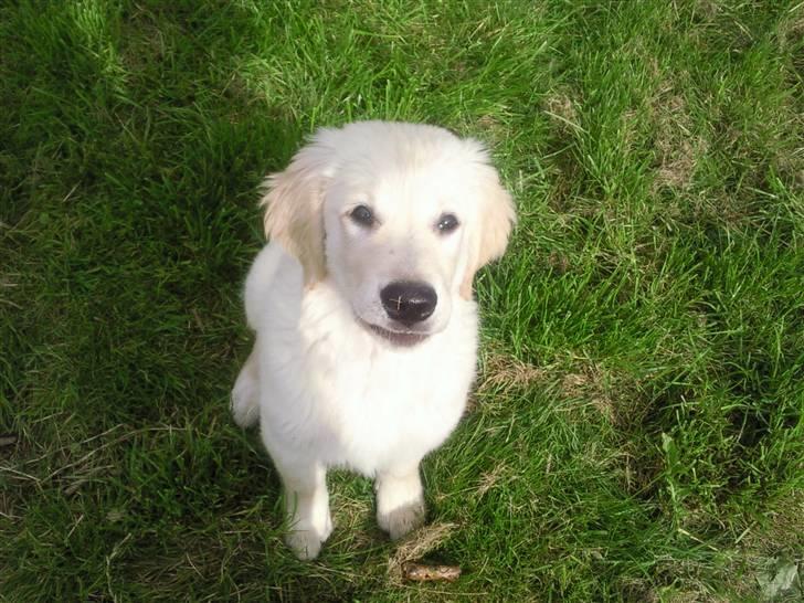 Vores hund Simba billede 24