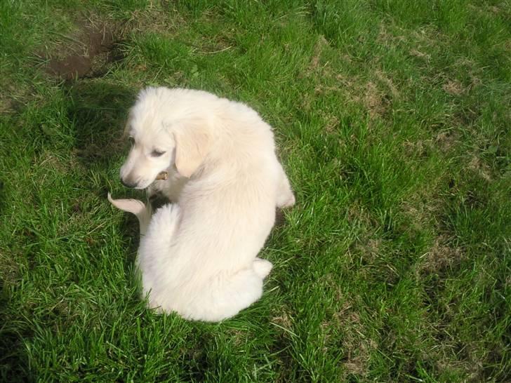 Vores hund Simba billede 25