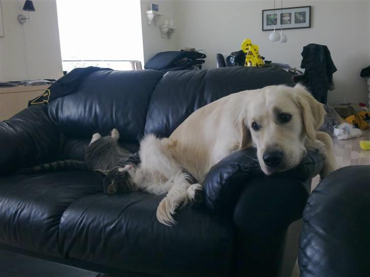 Vores hund Simba billede 26