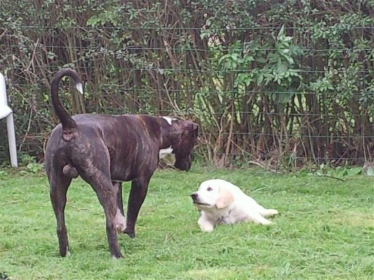 Vores hund Simba billede 27