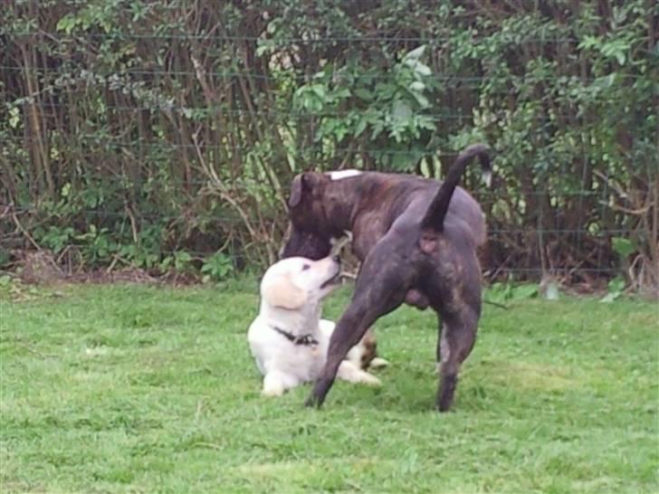 Vores hund Simba billede 28