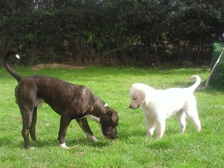 Vores hund Simba billede 29