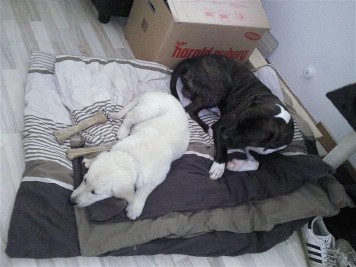 Vores hund Simba billede 30