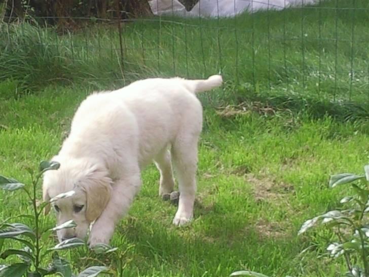 Vores hund Simba billede 31