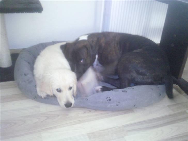 Vores hund Simba billede 32