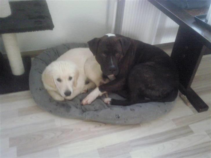 Vores hund Simba billede 33