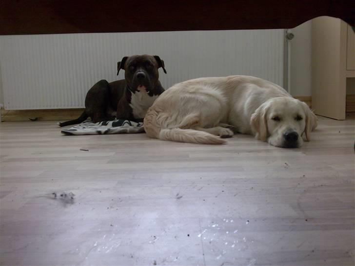 Vores hund Simba billede 34