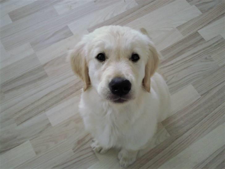 Vores hund Simba billede 35