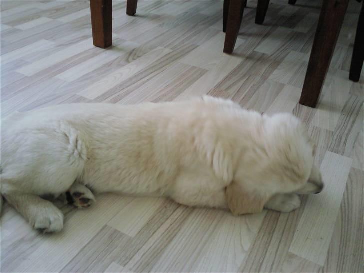 Vores hund Simba billede 36