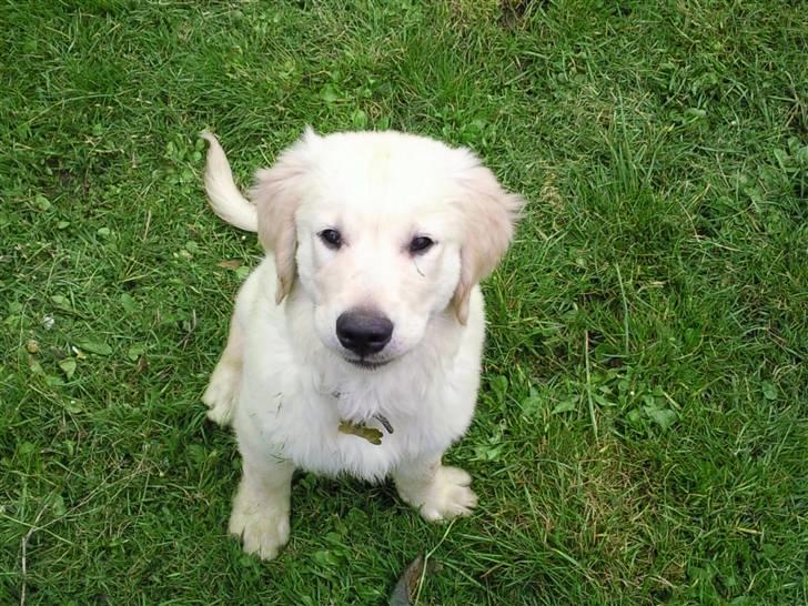 Vores hund Simba billede 37