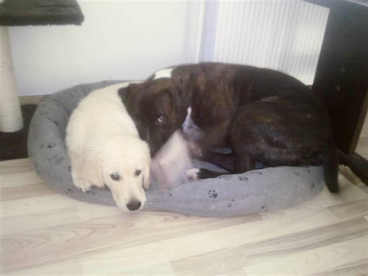 Vores hund Simba billede 38