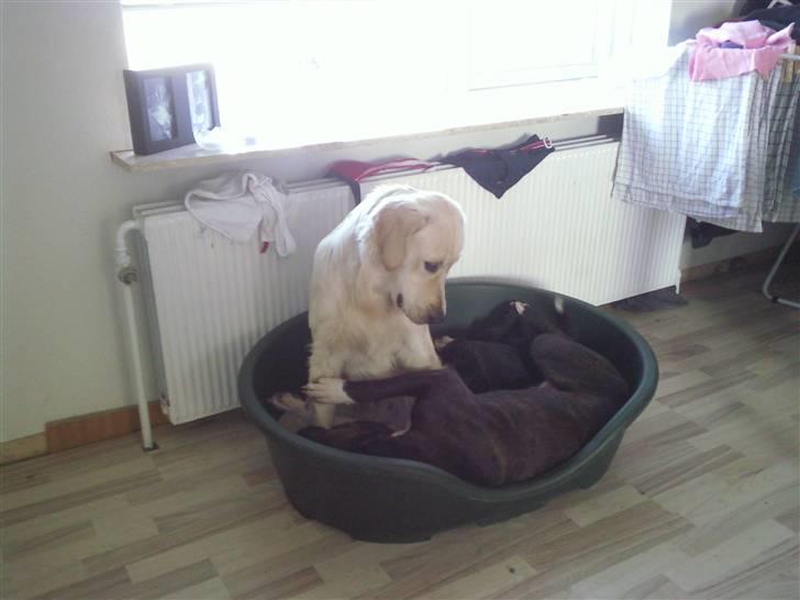 Vores hund Simba billede 39