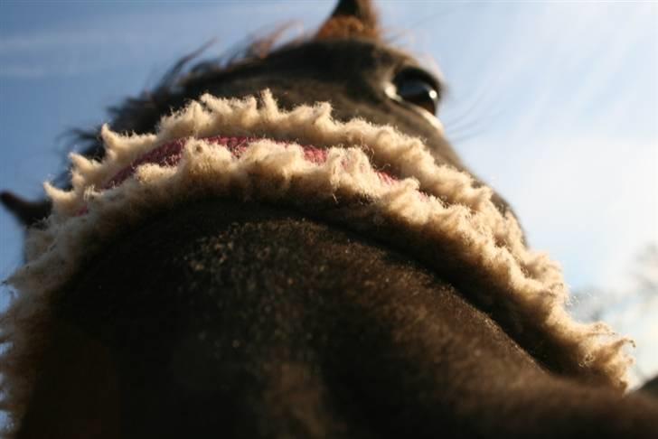 Mine sjove/mærkelige billeder... - Joyce set i en sjov vinkel. Kan godt lide, at det er grimen der er fokuseret på. Synes det har en fed effekt. billede 10