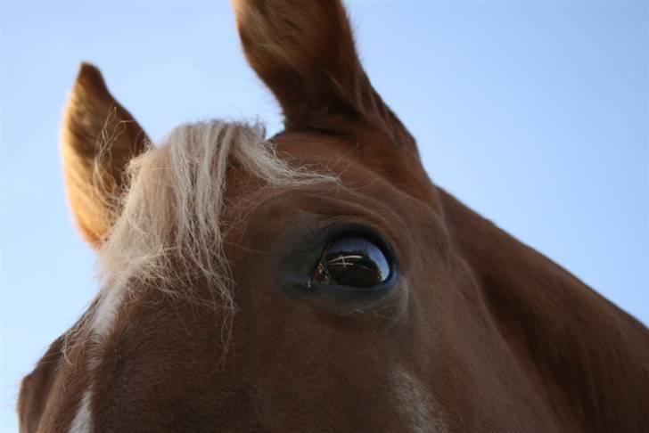 Mine sjove/mærkelige billeder... - Smukke I'm Gold and Dangerous. Læg mærke til at hendes øje spejler hegnet på ridebanen... billede 13