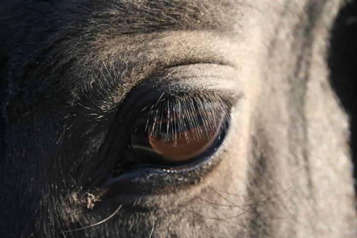 Smukke hesteøjne... - #1. Joyce... billede 1