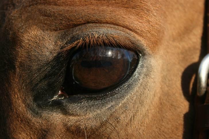 Smukke hesteøjne... - #3. I'm Gold and Dangerous. billede 3