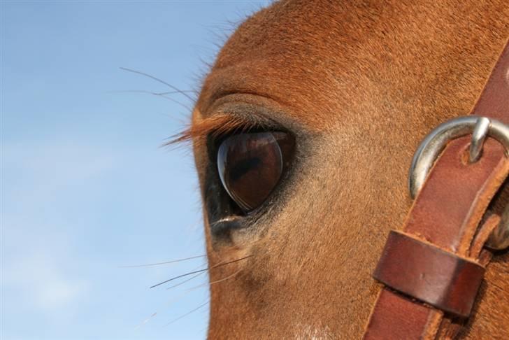 Smukke hesteøjne... - #4. I'm Gold and Dangerous. billede 4