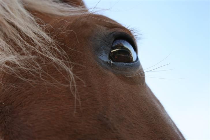 Smukke hesteøjne... - #5. I'm Gold and Dangerous. billede 5