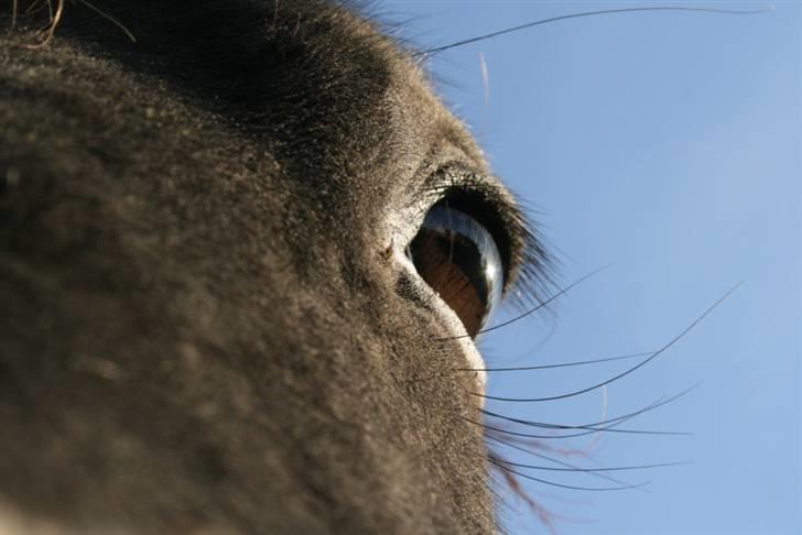 Smukke hesteøjne... - #7. Joyce... billede 7