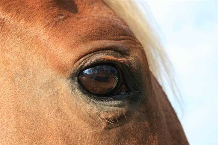 Smukke hesteøjne... - #9. I'm Gold and Dangerous. billede 9