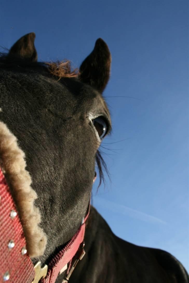 Smukke hesteøjne... - #10. Joyce... billede 10