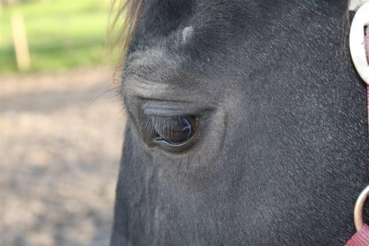 Smukke hesteøjne... - #11. Joyce... billede 11