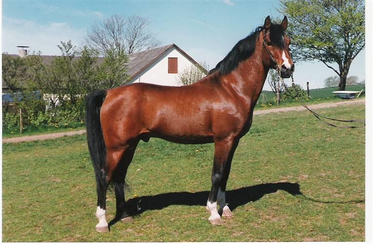 DSP hingste. - Pan SPH 66
Han er desværre død, men han var ejet af Stutteri Stidsbjerg. billede 2