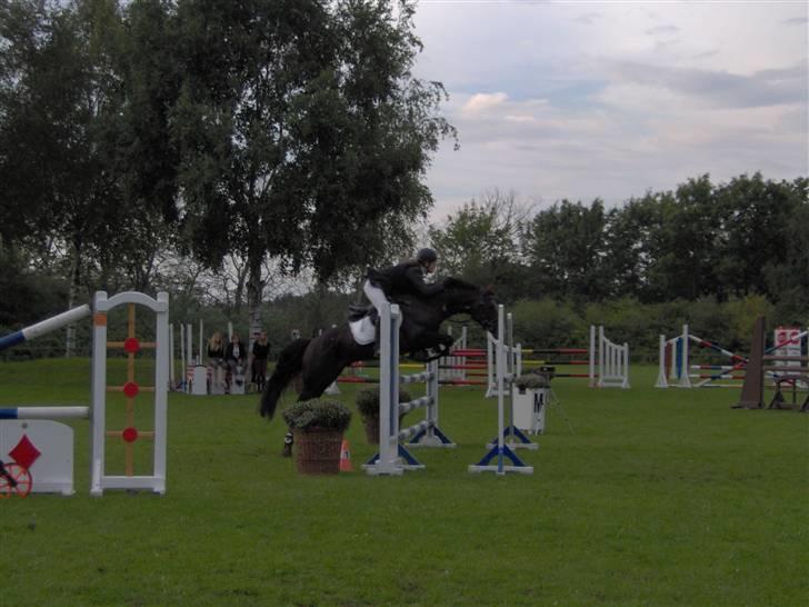 DSP hingste. - Cannon SPH 103
Dejlig hingst og smuk farve, han er ejet af Anne-Sofie Christensen og Bjarne Borup, Løkken. billede 3