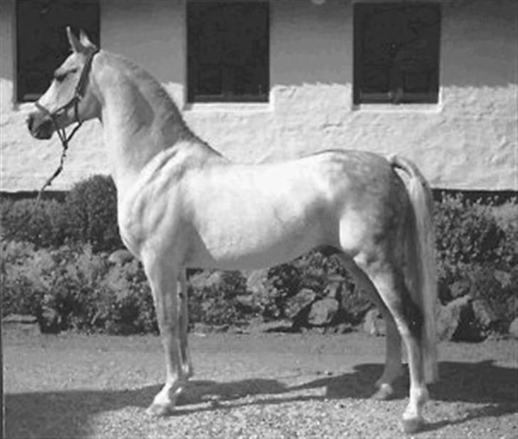 DSP hingste. - Astara ESPH 30
Elitehingst, OX araber men kåret til avl i DSP, han er død. Han var ejet af Finn Qvist, Kongerslev. billede 4