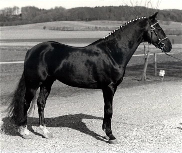 DSP hingste. - Cansas ESPH 65
Elitehingst, smart tysk født hingst, er tilbage i Tyskland. Var ejet af Steve Thomsen, Hjallerup. billede 5