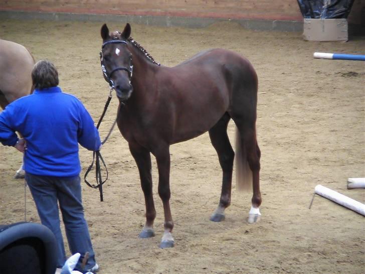 DSP hingste. - Doucan SPH 168
Flot tysk født hingst, kåret i 2007, ejet af Stutteri Stald Nørlund, Skanderborg. billede 6