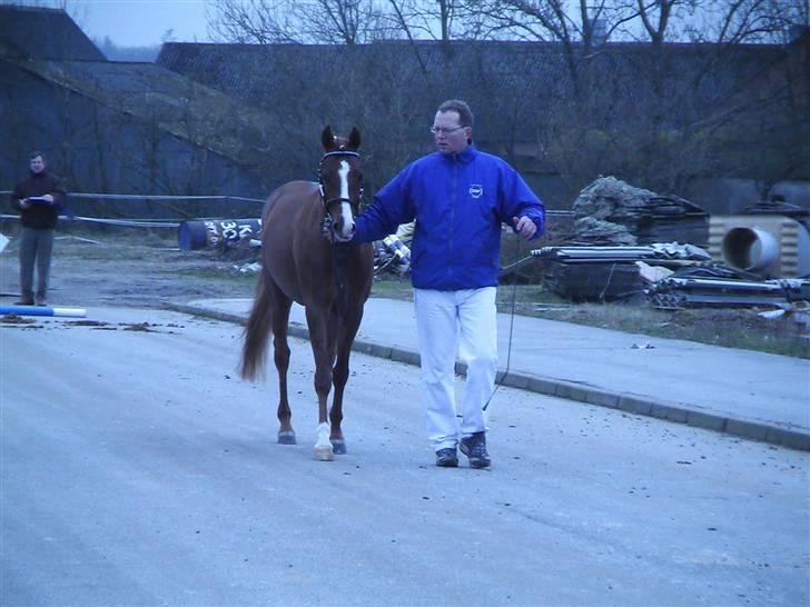DSP hingste. - Charming Boy SE.M. SPH 164
Smart tysk født hingst, kåret i 2007, ejet af Stutteri Stald Nørlund, Skanderborg. billede 7