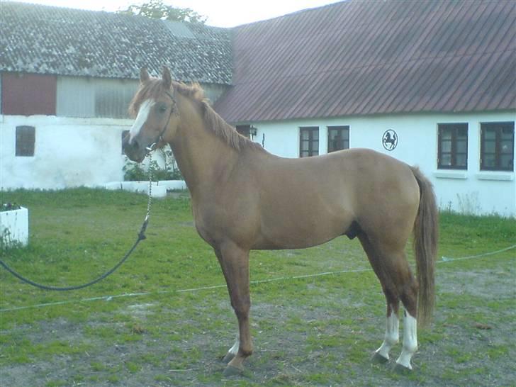 DSP hingste. - Melli's Dornik SPH 167
Elegant tysk født hingst, kåret 2007, ejet af Stutteri Stald Nørlund. billede 8