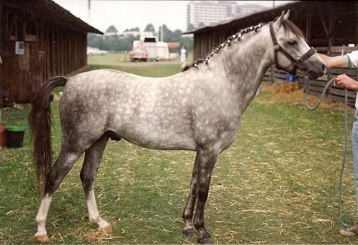 DSP hingste. - Paddock Orion SPH 
Smart welsh sec. B hingst, kåret til avl i DSP, var ejet af Stutteri Korreborg, Farsø. billede 9