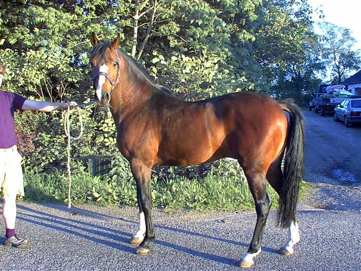 DSP hingste. - Tai Tananga SPH 115
Flot dansk født hingst, han er ejet af Stutteri Birkelund, Hobro. billede 10