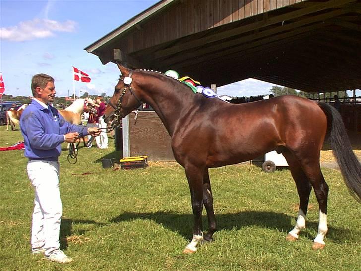 DSP hingste. - Tai Calido SPH 116
Meget elegant dansk født hingst, er i dag i USA, var ejet af Zita Brandtlund, Ørum. billede 11