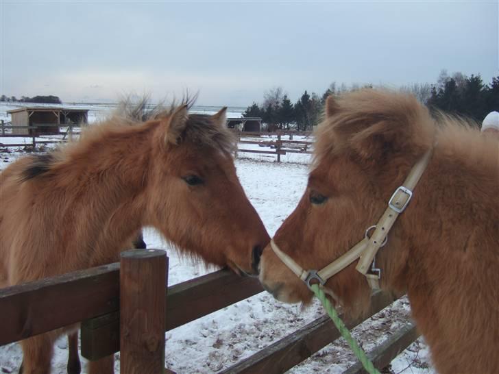 Tur til Rørvig/Paradisgården  - Lille kys..
Ljúffes nye crush Cassiopeia   :) billede 30