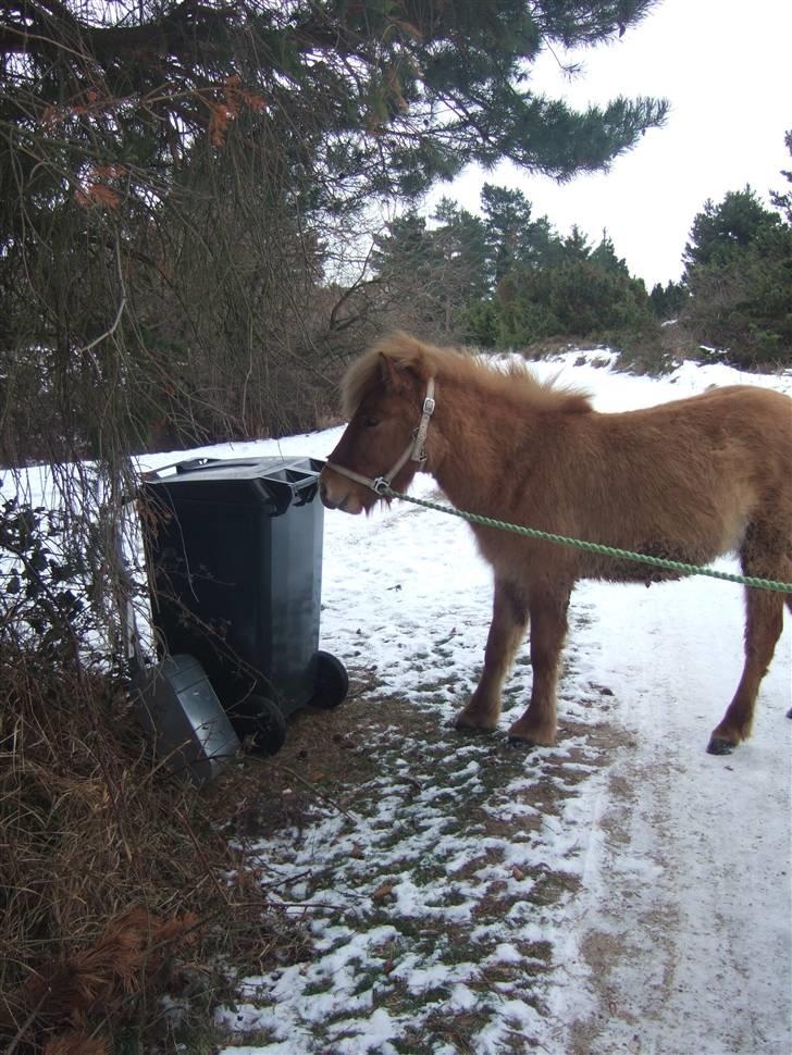 Tur til Rørvig/Paradisgården  - Skraldespand ? billede 27