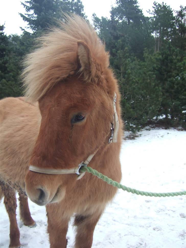 Tur til Rørvig/Paradisgården  - Smuk hingst ;) billede 21