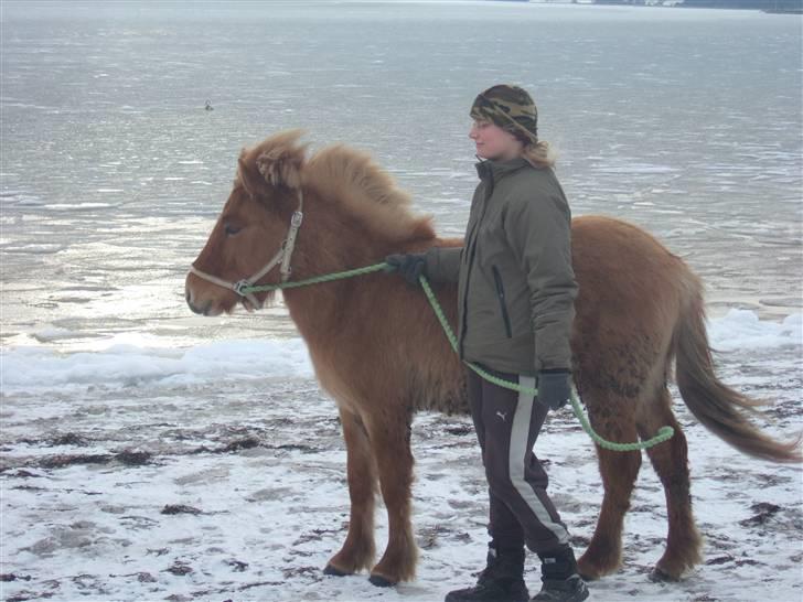 Tur til Rørvig/Paradisgården  - Første gang Ljúf er på stranden .. i kulde og blæsevejr.. billede 16