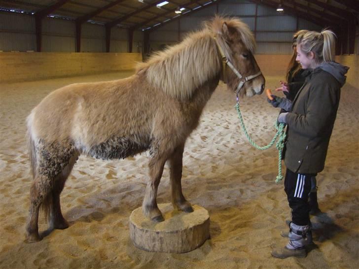 Tur til Rørvig/Paradisgården  - Og det lykkes! Altså efter de fulgte Veos råd og hev en gulerod frem ;) billede 14